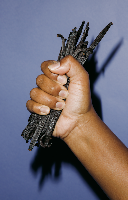 Hand holding vanilla beans in bulk. Hånd holder vaniljestænger i store mængder