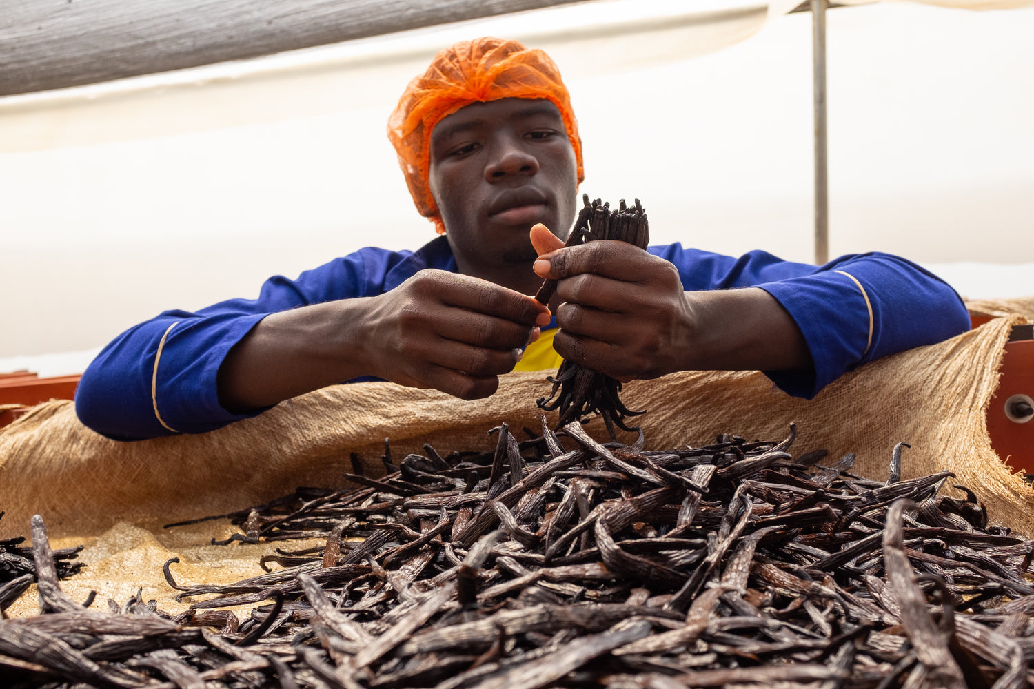 Vanilla worker with a vanilla bean in his hand. Vanilje arbejder med vaniljestang i hånden. Det er bourbon vanilje der tørres