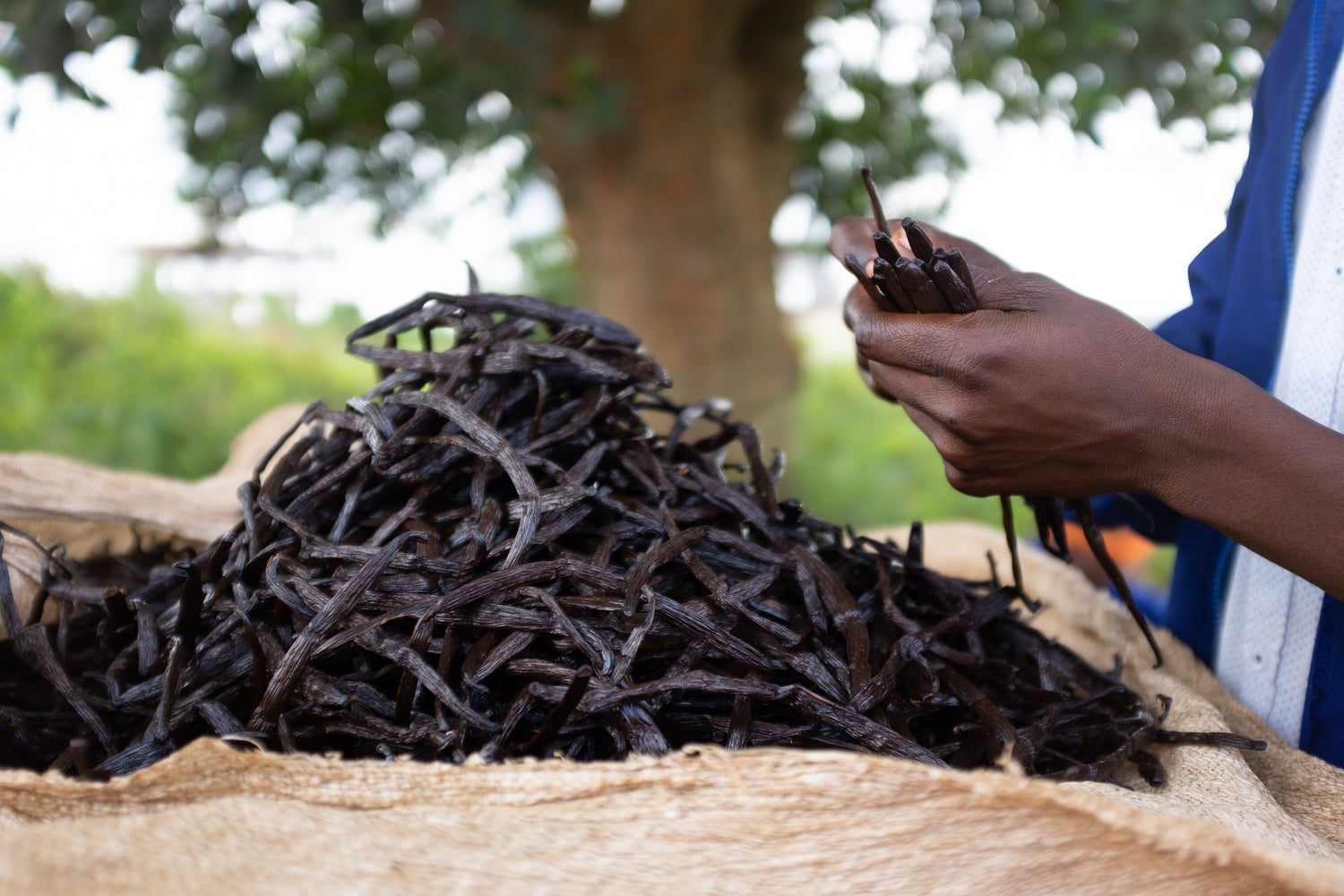 Vanilla in a pile and hands holding vanilla beans. Vanilje i en bunke og hænder der holder vaniljen